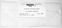 Uromyces shearianus image